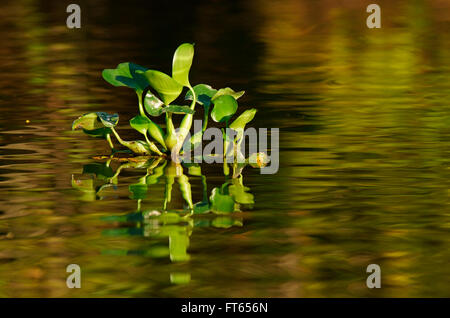 Jacinthe d'eau (Eichhornia crassipes), Pantanal, Mato Grosso, Brésil Banque D'Images