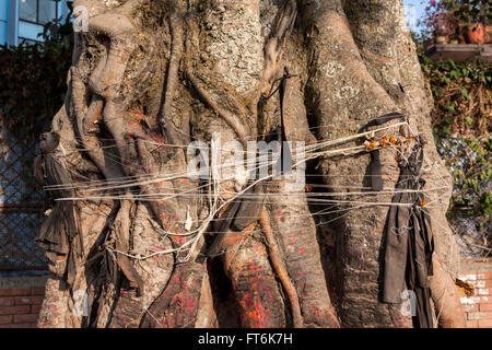 Népal, Katmandou. String attaché autour d'un arbre Banyan dans l'espoir de la bonne fortune. Banque D'Images