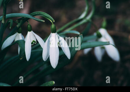 Fleurs de Printemps joli crocus sur fond coloré Banque D'Images