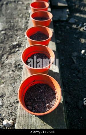 Lignes de jeunes plantes en pots prêts pour la plantation sur l'attribution. La plupart des semis de pois air fort et sain Banque D'Images