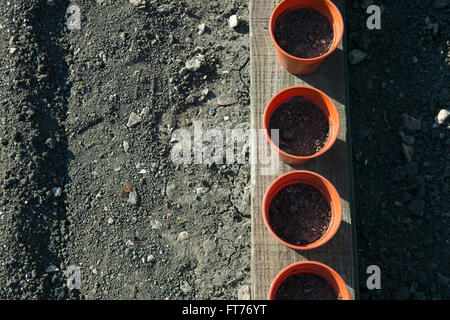 Lignes de jeunes plantes en pots prêts pour la plantation sur l'attribution. La plupart des semis de pois air fort et sain Banque D'Images