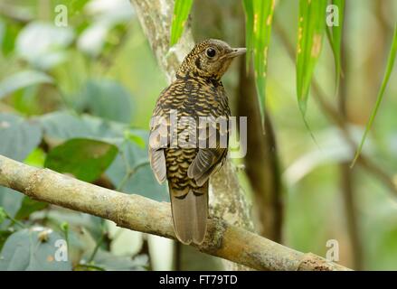 Beau Blanc de Bicknell (Zoothera aurea) dans la forêt thaïlandaise Banque D'Images