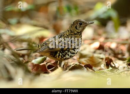 Beau Blanc de Bicknell (Zoothera aurea) dans la forêt thaïlandaise Banque D'Images