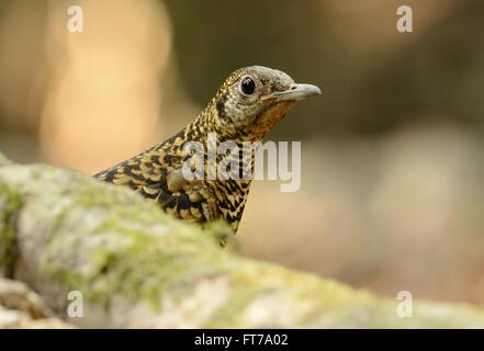 Beau Blanc de Bicknell (Zoothera aurea) dans la forêt thaïlandaise Banque D'Images