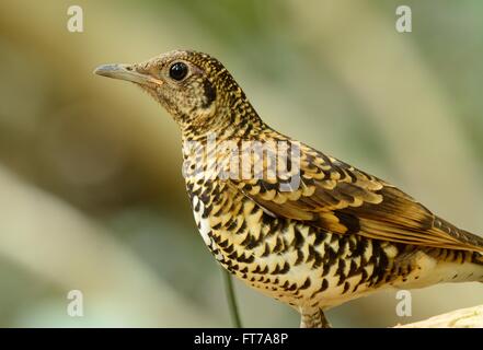 Beau Blanc de Bicknell (Zoothera aurea) dans la forêt thaïlandaise Banque D'Images