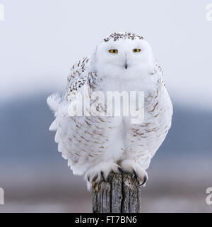 Hibou enneigé femelle perché sur le poteau Banque D'Images