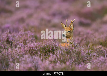 Le chevreuil mâle / Reh / Rehbock ( Capreolus capreolus ) entourée de magnifiques fleurs violacé heather. Banque D'Images