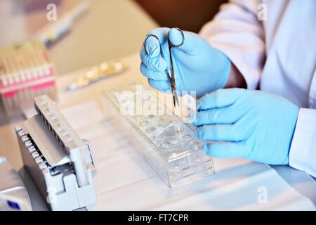 Détail avec mains chercheur travaillant avec compte-gouttes et des tubes médicaux dans un laboratoire d'effectuer un test ADN Banque D'Images