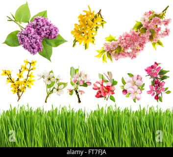 Fleurs de Printemps et l'herbe verte fraîche isolé sur fond blanc. Les fleurs du pommier, forsythia, lilas, de cerise et de poirier. Bi Banque D'Images