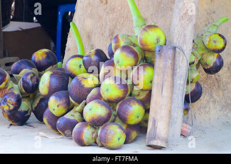 Palmyre asiatique, Palm, Palm Toddy palm,sucre sucre de palme est le nom commun de plusieurs espèces de palmiers utilisés pour produire du sucre. Banque D'Images