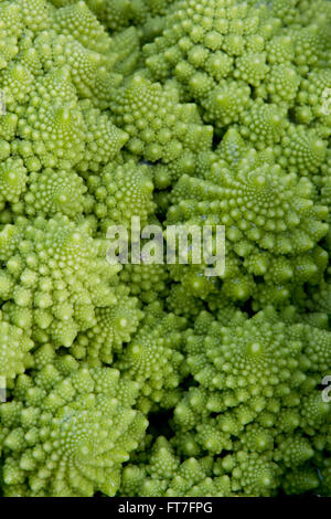 Green chou-fleur (Brassica oleracea) connu comme le brocoli, chou-fleur Romanesco romain, Broccolo, Romanesco cauliflower Romane Banque D'Images