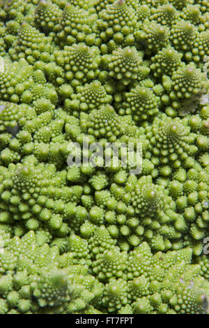 Green chou-fleur (Brassica oleracea) connu comme le brocoli, chou-fleur Romanesco romain, Broccolo, Romanesco cauliflower Romane Banque D'Images