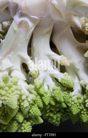 Green chou-fleur (Brassica oleracea) connu comme le brocoli, chou-fleur Romanesco romain, Broccolo, Romanesco cauliflower Romane Banque D'Images