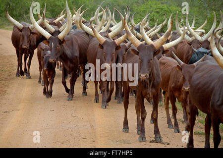 Troupeau de vaches bovins en Ouganda Banque D'Images