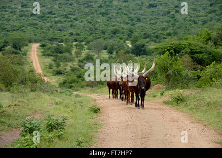 Troupeau de vaches bovins en Ouganda Banque D'Images