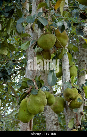 Le durian fruit tree, Afrique Banque D'Images