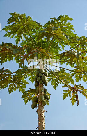 Carica papaya tree, Afrique Banque D'Images