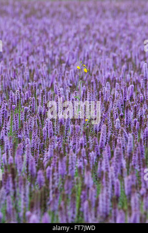 Violet magnifique domaine de l'Agastache avec une fleur jaune Banque D'Images