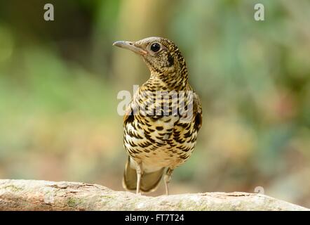 Beau Blanc de Bicknell (Zoothera aurea) dans la forêt thaïlandaise Banque D'Images