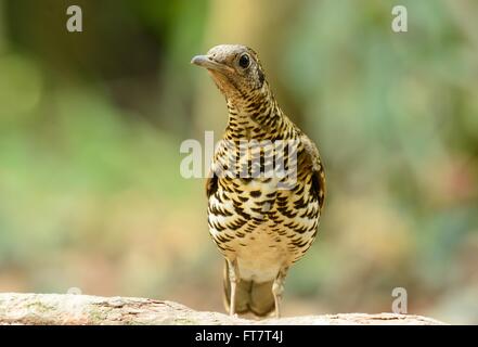 Beau Blanc de Bicknell (Zoothera aurea) dans la forêt thaïlandaise Banque D'Images