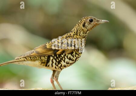 Beau Blanc de Bicknell (Zoothera aurea) dans la forêt thaïlandaise Banque D'Images