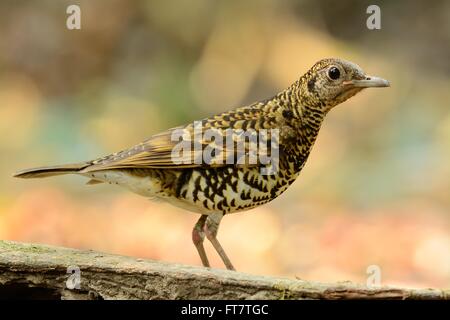 Beau Blanc de Bicknell (Zoothera aurea) dans la forêt thaïlandaise Banque D'Images