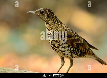 Beau Blanc de Bicknell (Zoothera aurea) en thaï Banque D'Images