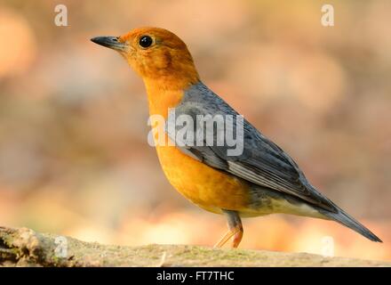 Beau mâle Grive à tête orange (Zoothera citrina) en Thaïlande Banque D'Images