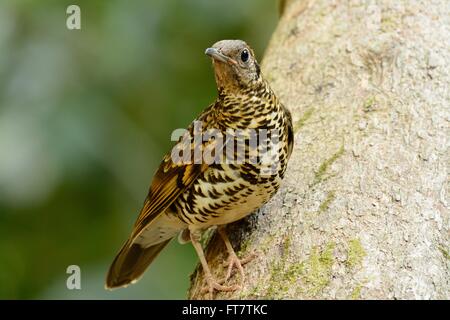 Beau Blanc de Bicknell (Zoothera aurea) dans la forêt thaïlandaise Banque D'Images