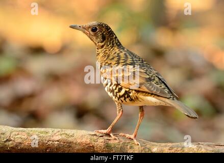 Beau Blanc de Bicknell (Zoothera aurea) dans la forêt thaïlandaise Banque D'Images