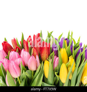 Bouquet de tulipes multicolores sur fond blanc. Des fleurs de printemps avec de l'eau gouttes Banque D'Images