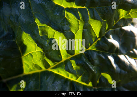 La profonde plissée feuilles de l'usine de rhubarbe brillent dans le soleil et sont rétroéclairés affichant toutes les veines de la feuille. Banque D'Images