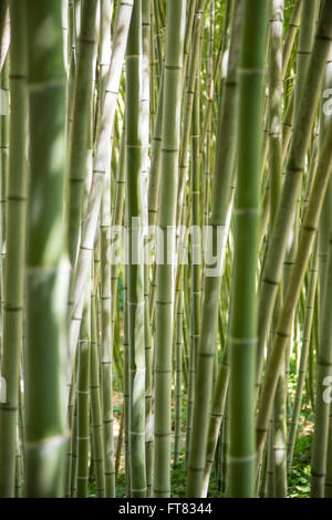 Vue à travers une forêt de tiges de bambou vert Banque D'Images