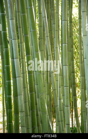 Vue rapprochée des cannes de bambou vert Banque D'Images