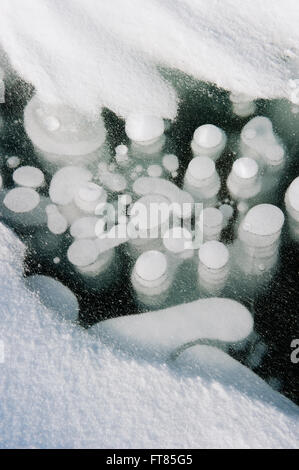 Bulles de gaz gelés sous la surface du lac gelé Abraham, Rocheuses canadiennes, l'Alberta Banque D'Images