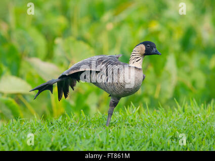 Hawaiian Goose (Branta sandvicensis ou Nene), étirements, National Wildlife Refuge d'Hanalei, Kauai, Hawaii Banque D'Images