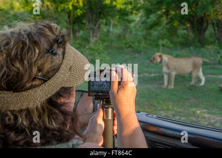 L'Afrique, la Zambie, le parc national de South Luangwa, Mfuwe. Jeep Safari avec le photographe regardant lionne (WILD : Panthera leo). Banque D'Images