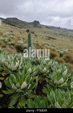 Lobelia géant sur les pentes du Mont Kenya Banque D'Images