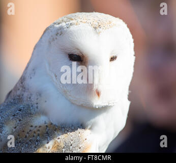 Barn Owl looking at camera Banque D'Images
