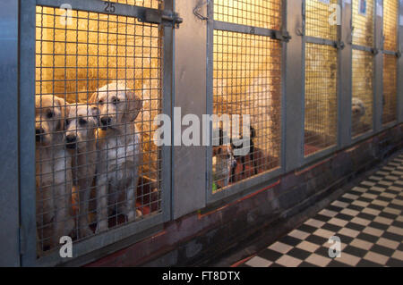 Triste à chiens abandonnés en attente d'être adopté dans des cages au refuge d'animaux Banque D'Images