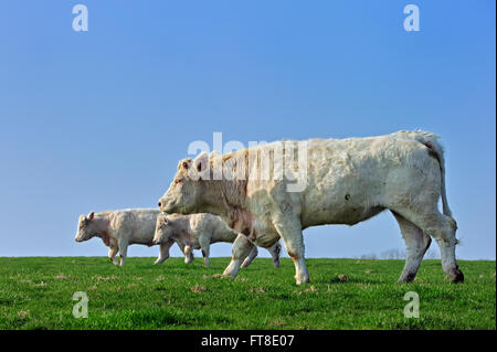 Vaches charolaises (Bos taurus), les bovins de race de la taurine de la région entourant Charolais Charolles, Bourgogne, France Banque D'Images