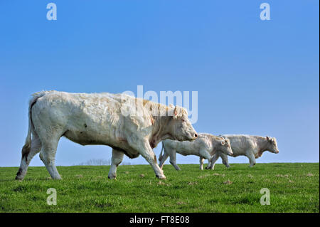 Vaches charolaises (Bos taurus), les bovins de race de la taurine de la région entourant Charolais Charolles, Bourgogne, France Banque D'Images