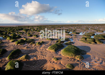 Plage de Hunstanton avec les rochers couverts d'algues et les falaises carstone. Banque D'Images