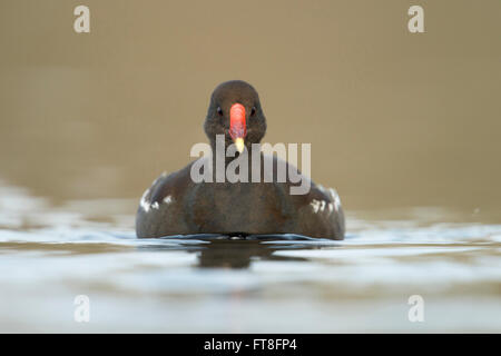 Serious look Moorhen commun ( Gallinula chloropus ) en tenue d'élevage, plan frontal, en contact visuel avec le photographe, faune, Europe. Banque D'Images