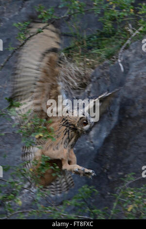 Northern Eagle Owl ( Bubo bubo ) en vol à travers une ancienne carrière, atterrissage sur des rochers, tir de faible luminosité, faune, Europe. Banque D'Images