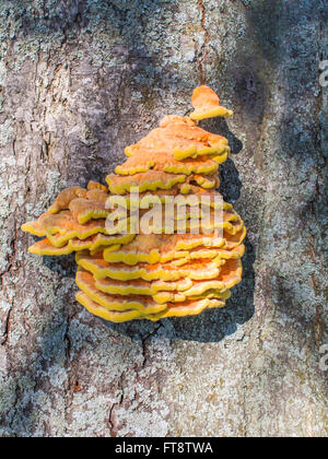 Belle et lumineuse orange champignon poussant sur le tronc d'un arbre Banque D'Images