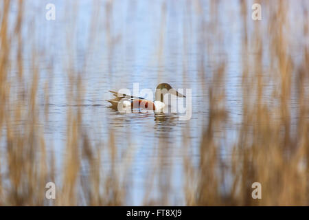 Le Canard souchet (Anas clypeata). La région de Moscou, Russie Banque D'Images