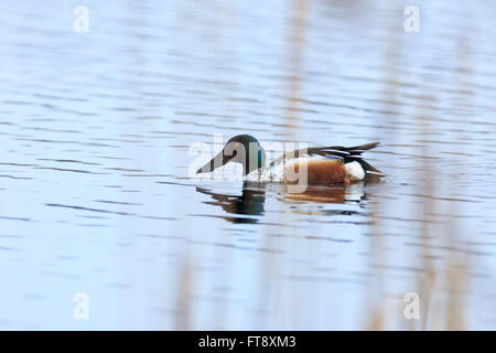 Le Canard souchet (Anas clypeata). La région de Moscou, Russie Banque D'Images