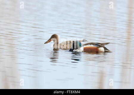 Le Canard souchet (Anas clypeata). La région de Moscou, Russie Banque D'Images