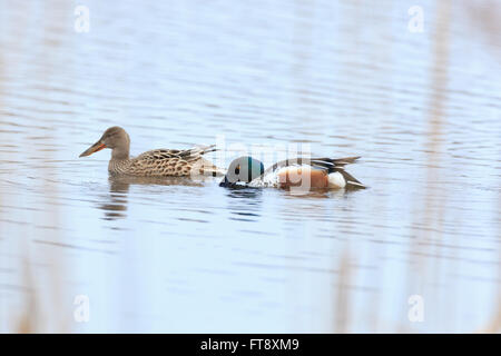 Le Canard souchet (Anas clypeata). La région de Moscou, Russie Banque D'Images